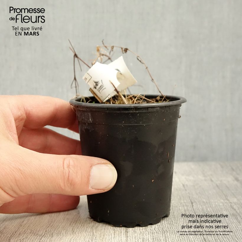 Amostra de Clematis Hagley hybride Vaso de 8/9 cm tal como entregue na primavera