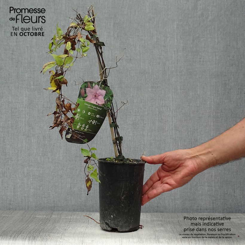 Amostra de Clematis Hagley hybride Vaso de 2 L/3 L tal como entregue no outono