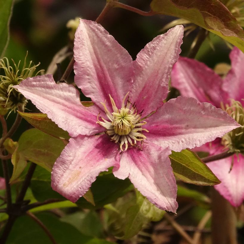 Clematis Hanagurama (Floração)