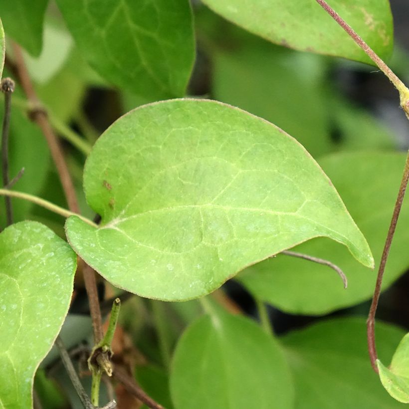 Clematis Hania (Folhagem)
