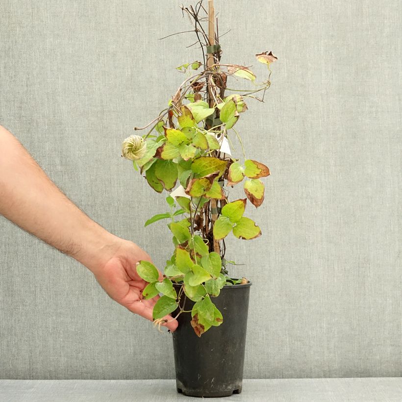 Amostra de Clematis Have Fun - Clematite de grandes flores Vaso de 2 L/3 L tal como entregue no verão
