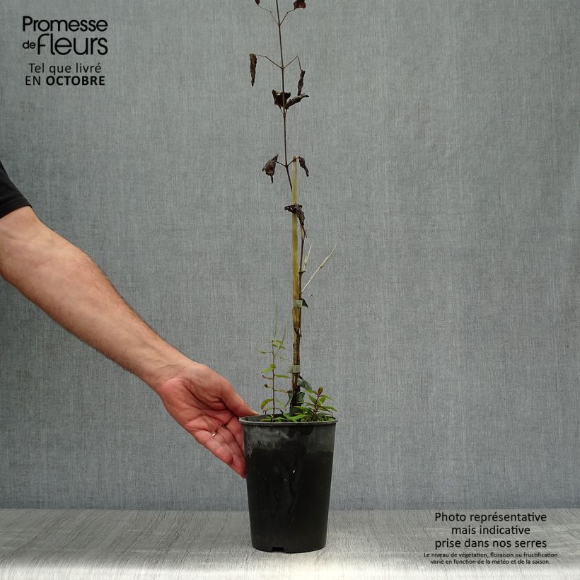 Amostra de Clematis Hendryetta Vaso de 2 L/3 L tal como entregue no outono