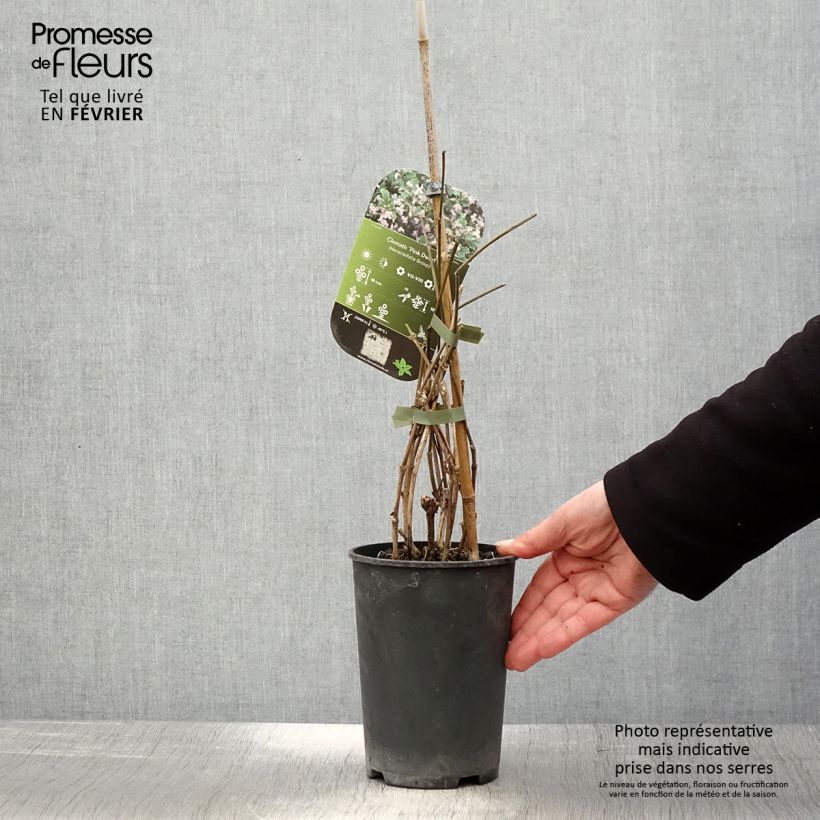 Amostra de Clematis heracleifolia Pink Dwarf Vaso de 2 L/3 L tal como entregue no inverno