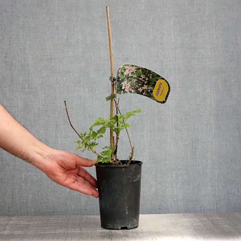 Amostra de Clematis heracleifolia Pink Dwarf - Clematite herbácea Vaso de 2 L/3 L tal como entregue na primavera