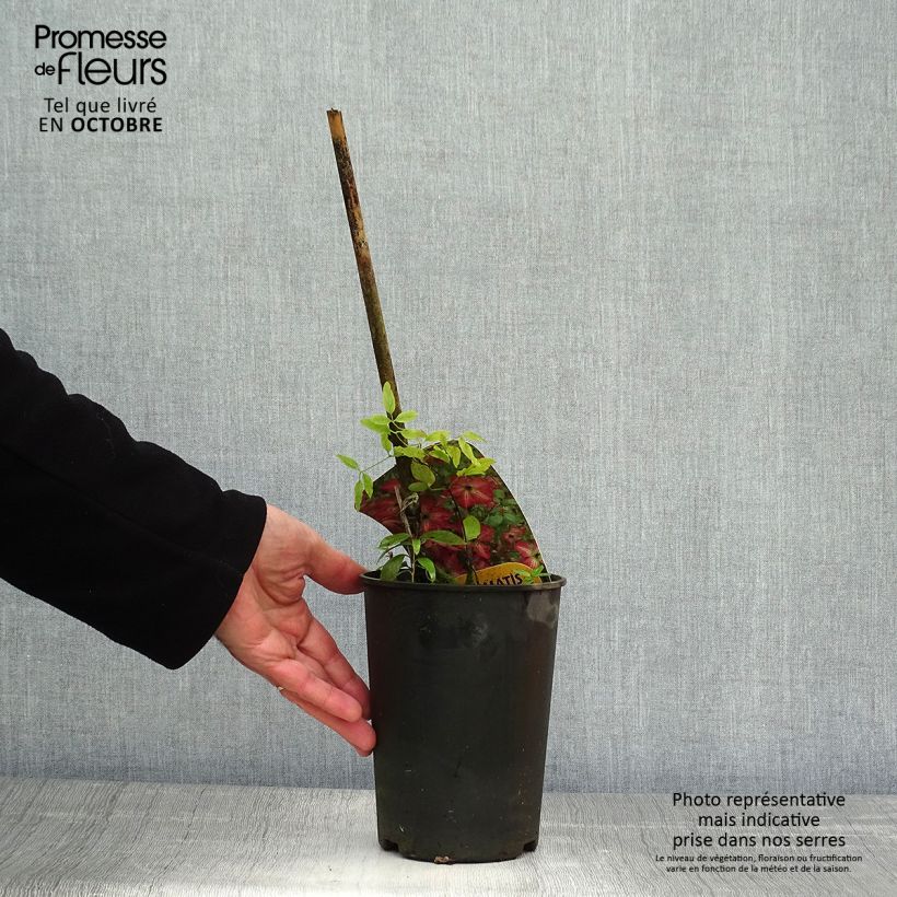 Amostra de Clematis viticella I am Happy - Clematite Vaso de 2 L/3 L tal como entregue no outono