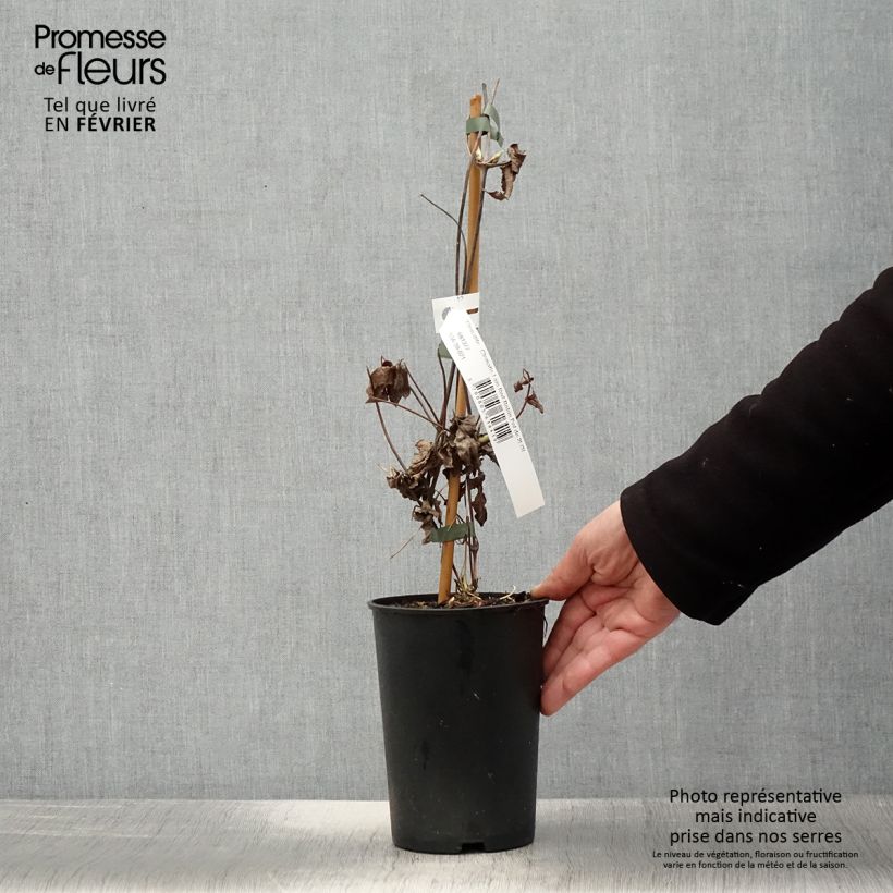 Amostra de Clématite - Clematis I am Red Robin Vaso de 2 L/3 L tal como entregue no inverno