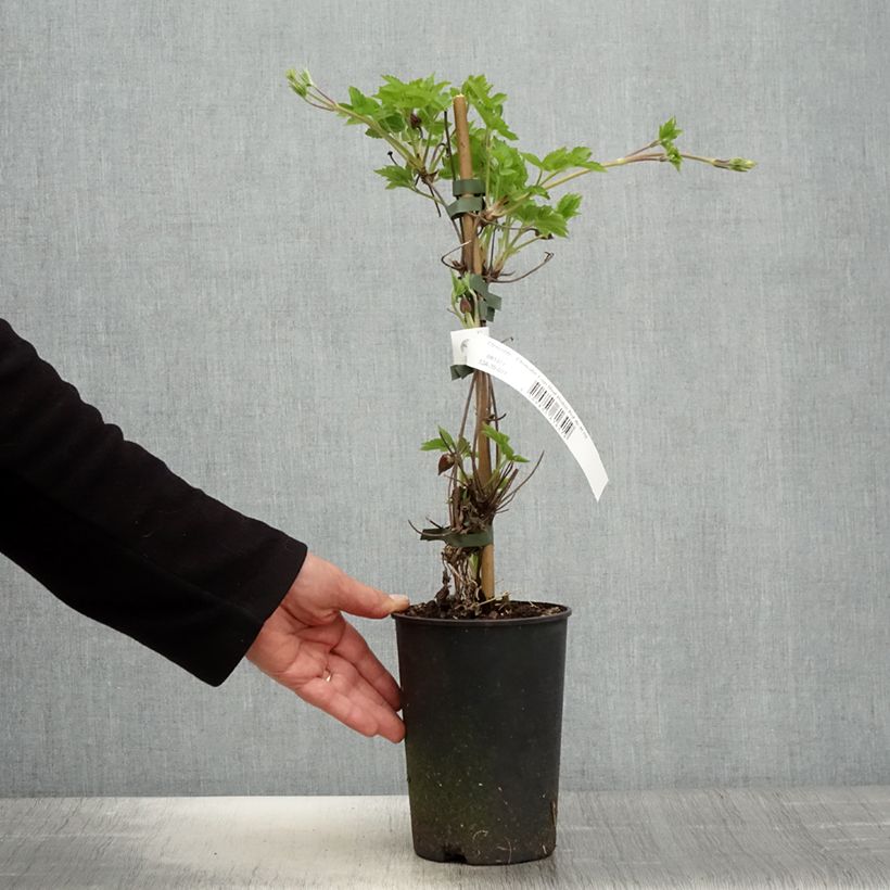 Amostra de Clematis I am Red Robin Vaso de 2 L/3 L tal como entregue na primavera