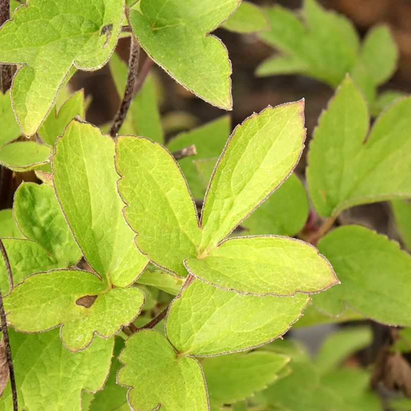 Clematis I am Red Robin (Folhagem)