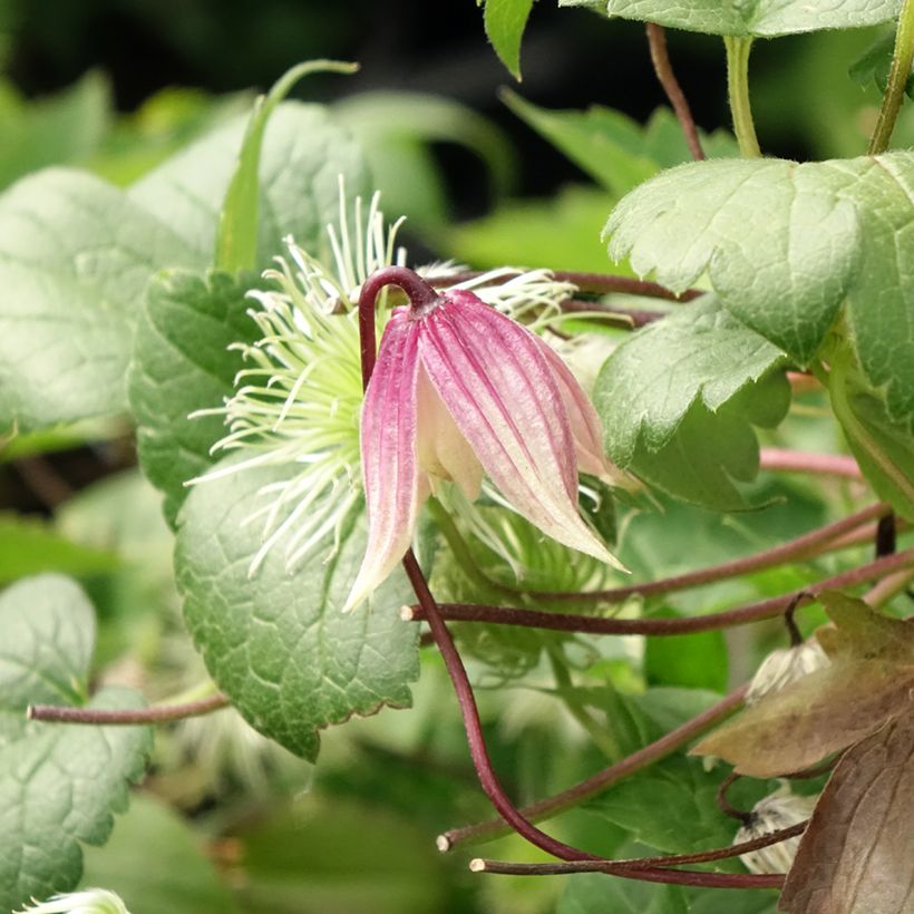 Clematis I am Red Robin (Floração)
