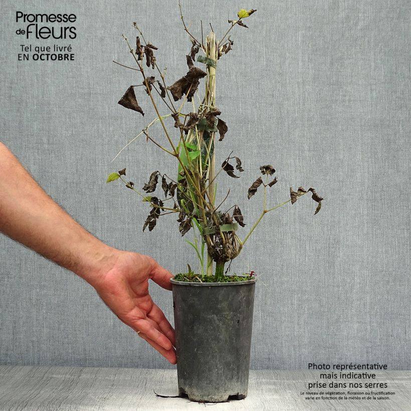 Amostra de Clematis heracleifolia Stanislaus - Clematite herbácea Vaso de 2 L/3 L tal como entregue no outono