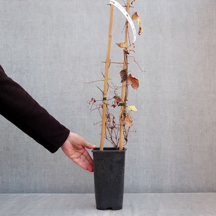 Amostra de Clématite - Clematis Ice Crystal Vaso de 1,5 L/2 L tal como entregue no outono