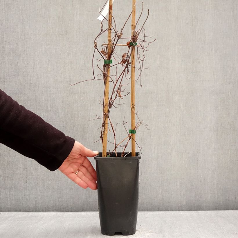 Amostra de Clematis Ice Crystal Vaso de 1,5 L/2 L tal como entregue no inverno