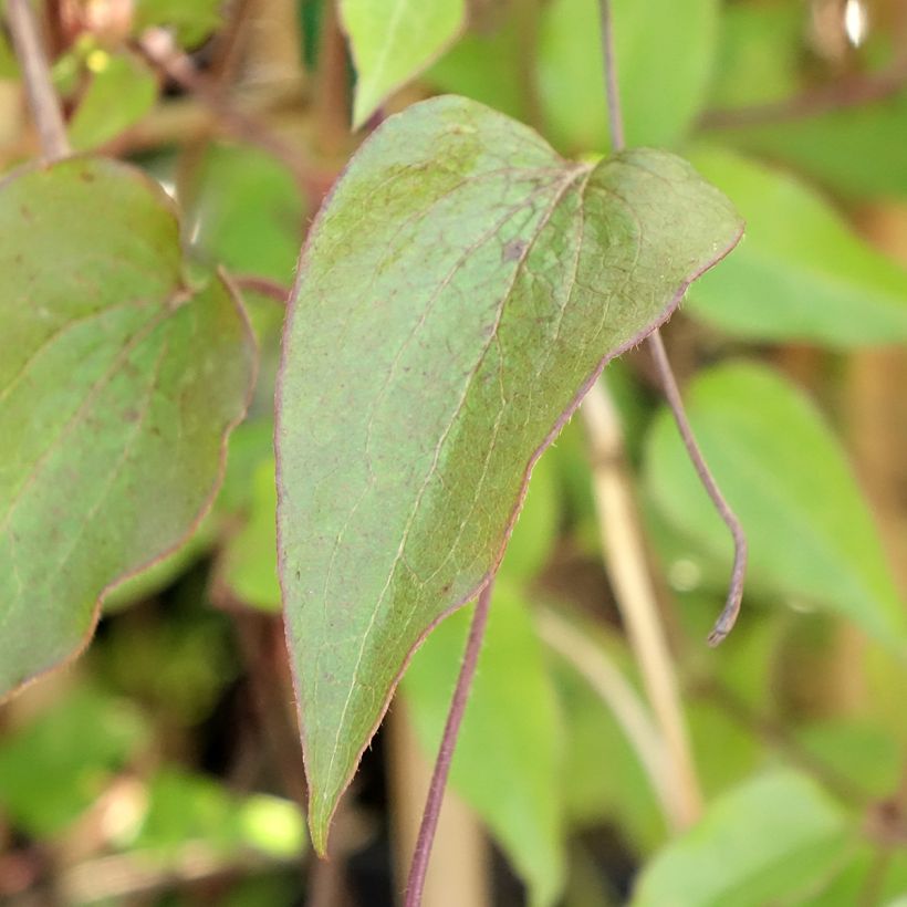 Clematis Ice Crystal (Folhagem)