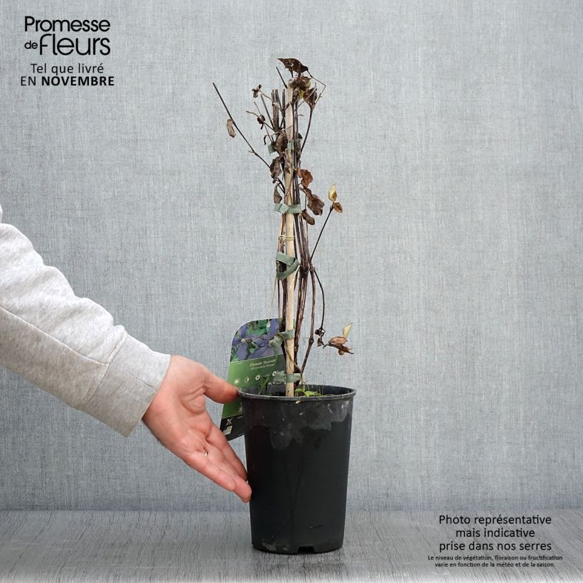 Amostra de Clematis Durandii Vaso de 2 L/3 L tal como entregue no outono