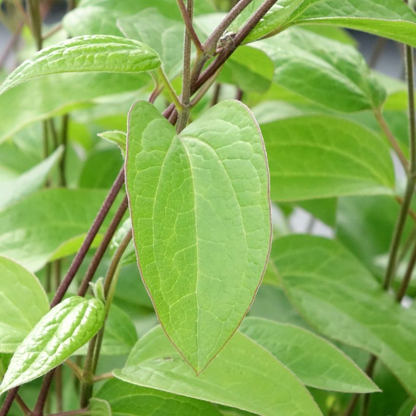 Clematis Durandii (Folhagem)