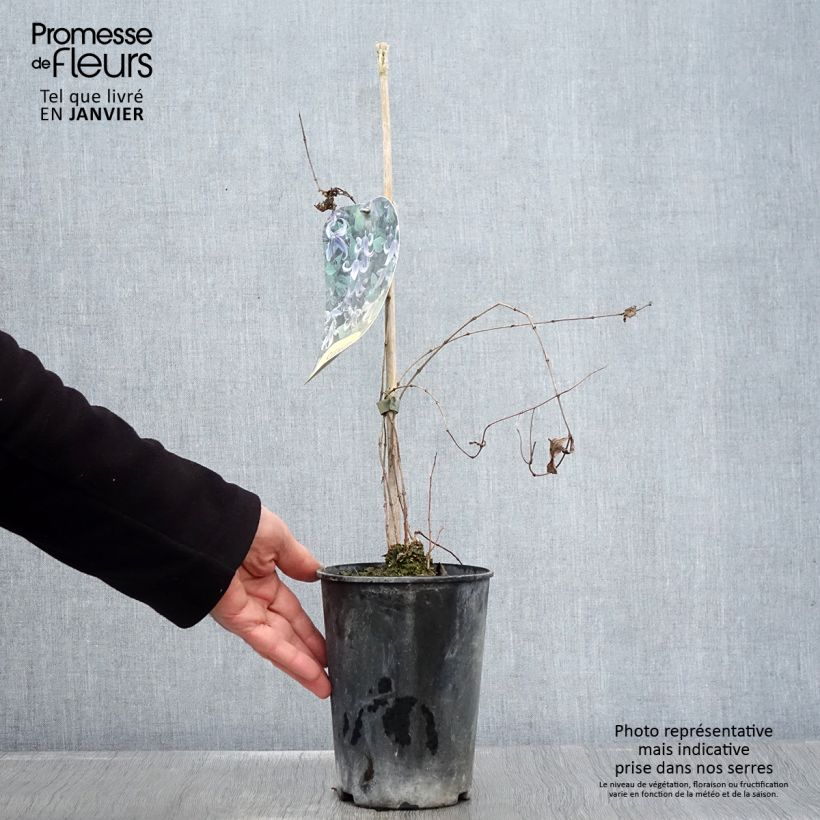 Amostra de Clématite - Clematis integrifolia Vaso de 2 L/3 L tal como entregue no inverno