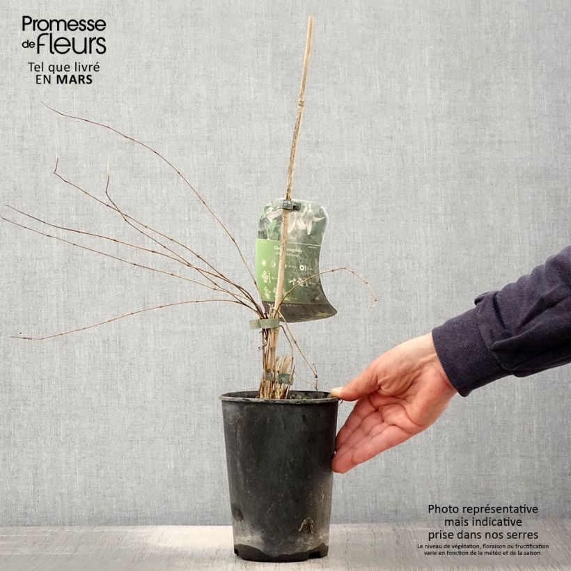 Amostra de Clematis integrifolia - Clematite Vaso de 2 L/3 L tal como entregue na primavera