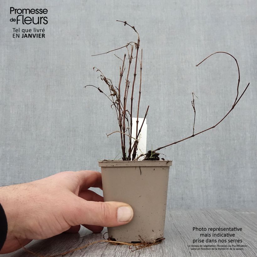 Amostra de Clématite - Clematis integrifolia Vaso de 8/9 cm tal como entregue no inverno