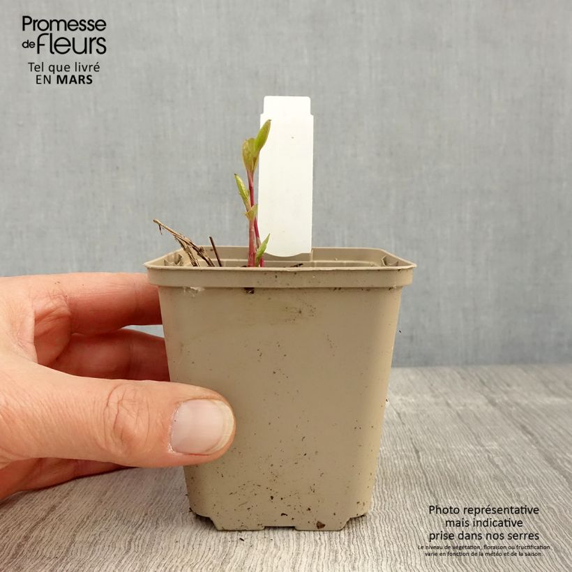 Amostra de Clematis integrifolia - Clematite Vaso de 8/9 cm tal como entregue na primavera