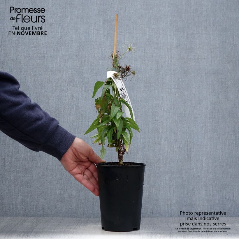 Amostra de Clematis integrifolia Hakuree Vaso de 2 L/3 L tal como entregue no outono