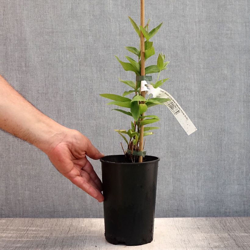 Amostra de Clematis integrifolia Hakuree Vaso de 2 L/3 L tal como entregue no verão