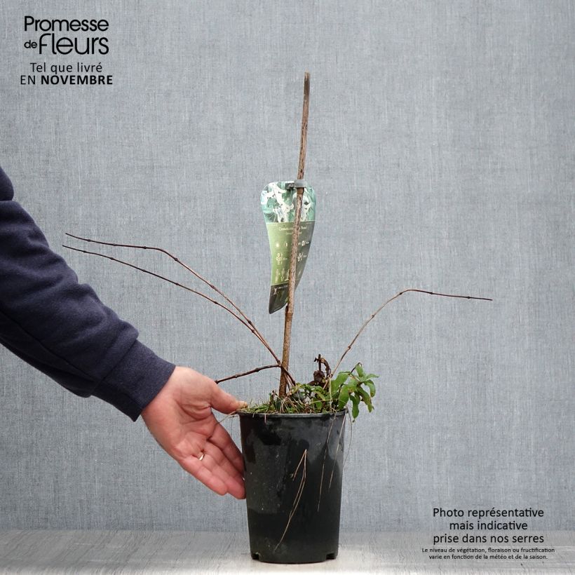 Amostra de Clematis integrifolia Rosea Vaso de 2 L/3 L tal como entregue no outono