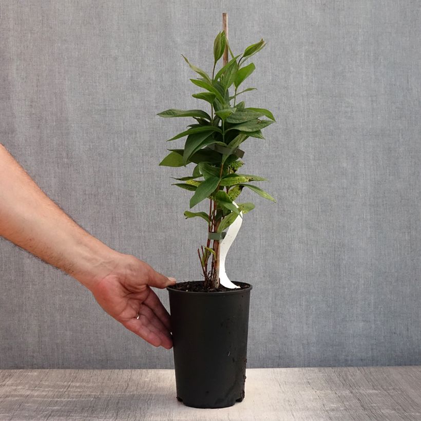 Amostra de Clematis integrifolia Rosea Vaso de 2 L/3 L tal como entregue no verão