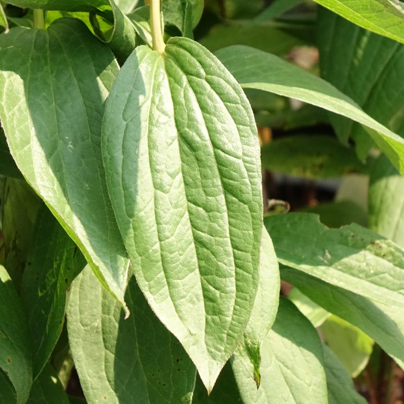 Clematis integrifolia Rosea (Folhagem)