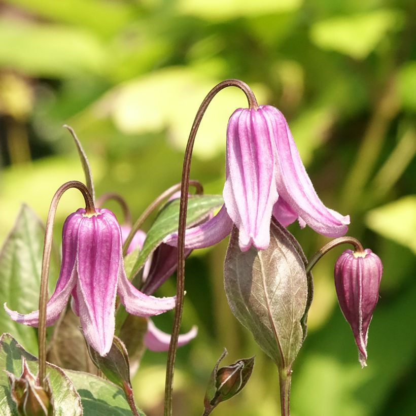 Clematis integrifolia Rosea (Floração)