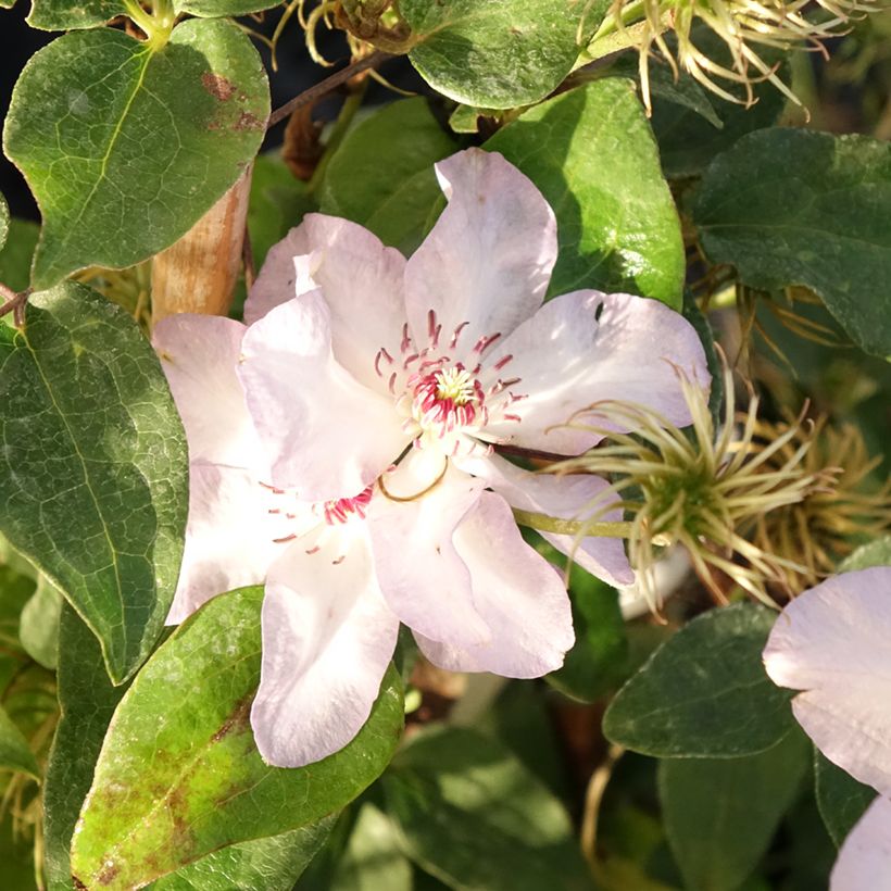 Clematis Ivan Olsson (Floração)