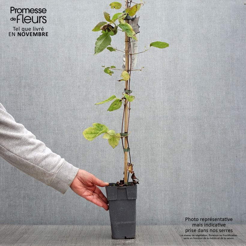 Amostra de Clematis Alba Vaso de 2 L/3 L tal como entregue no outono