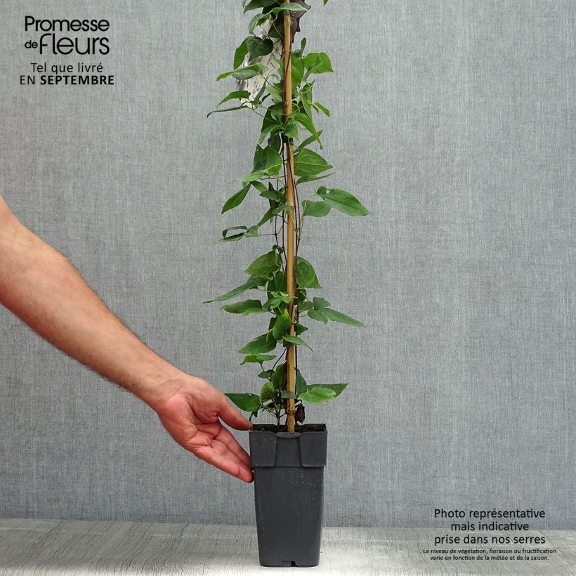 Amostra de Clematis Alba Vaso de 2 L/3 L tal como entregue no verão