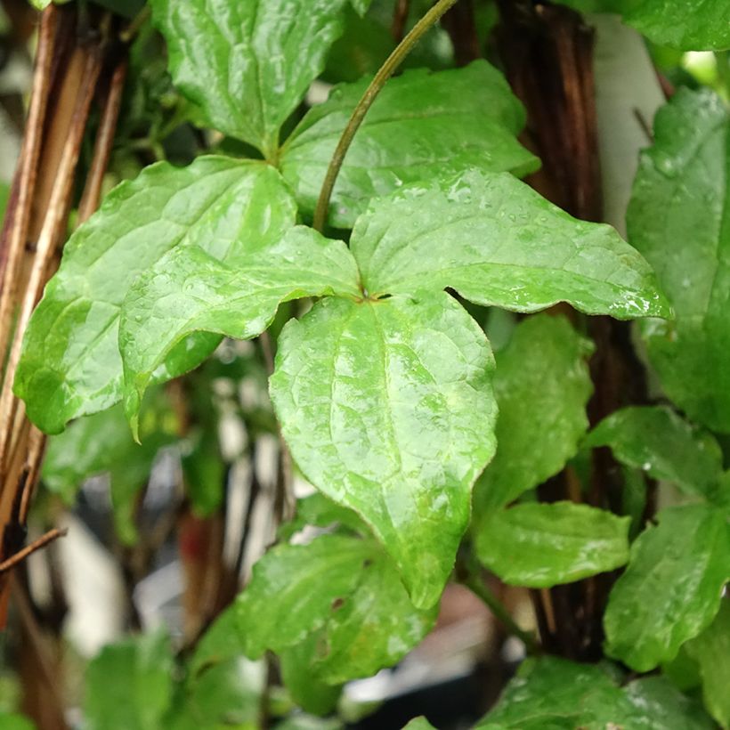 Clematis Purpurea Zojapur (Folhagem)