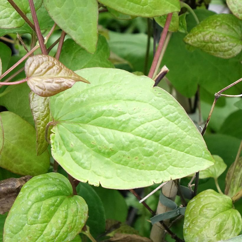 Clematis Jenny (Folhagem)