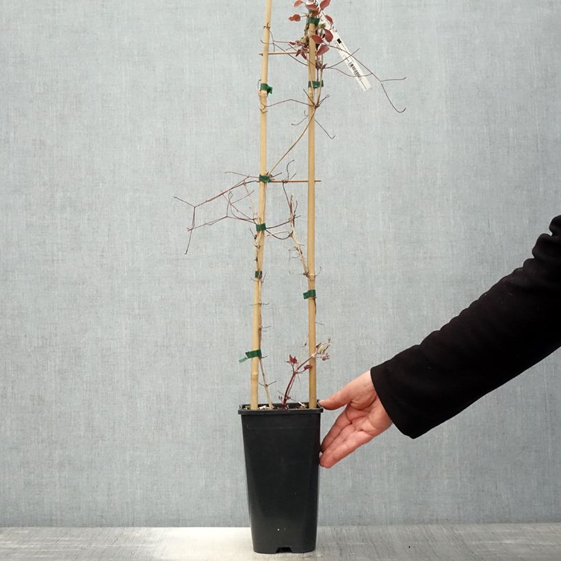 Amostra de Clematis John Paul II Vaso de 2 L/3 L tal como entregue na primavera