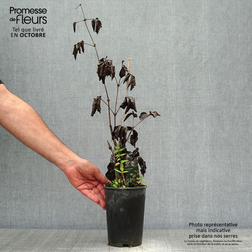 Amostra de Clematis Robert Brydon - Clematite Vaso de 2 L/3 L tal como entregue no outono