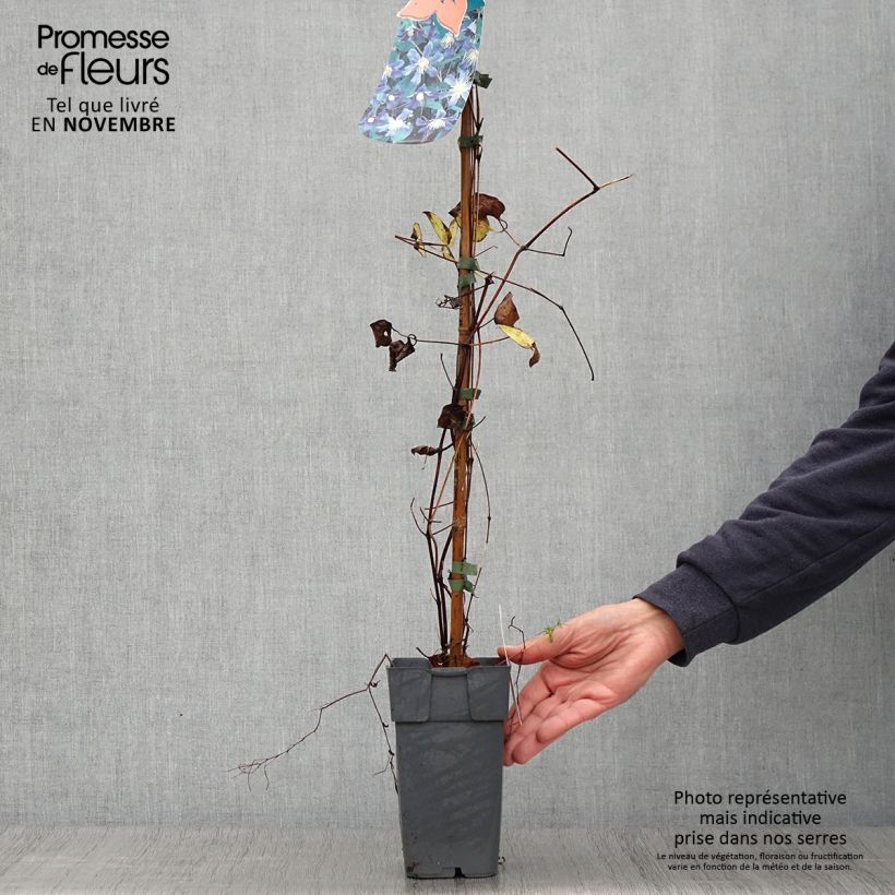 Amostra de Clematis Juuli - Clematite Vaso de 2 L/3 L tal como entregue no outono