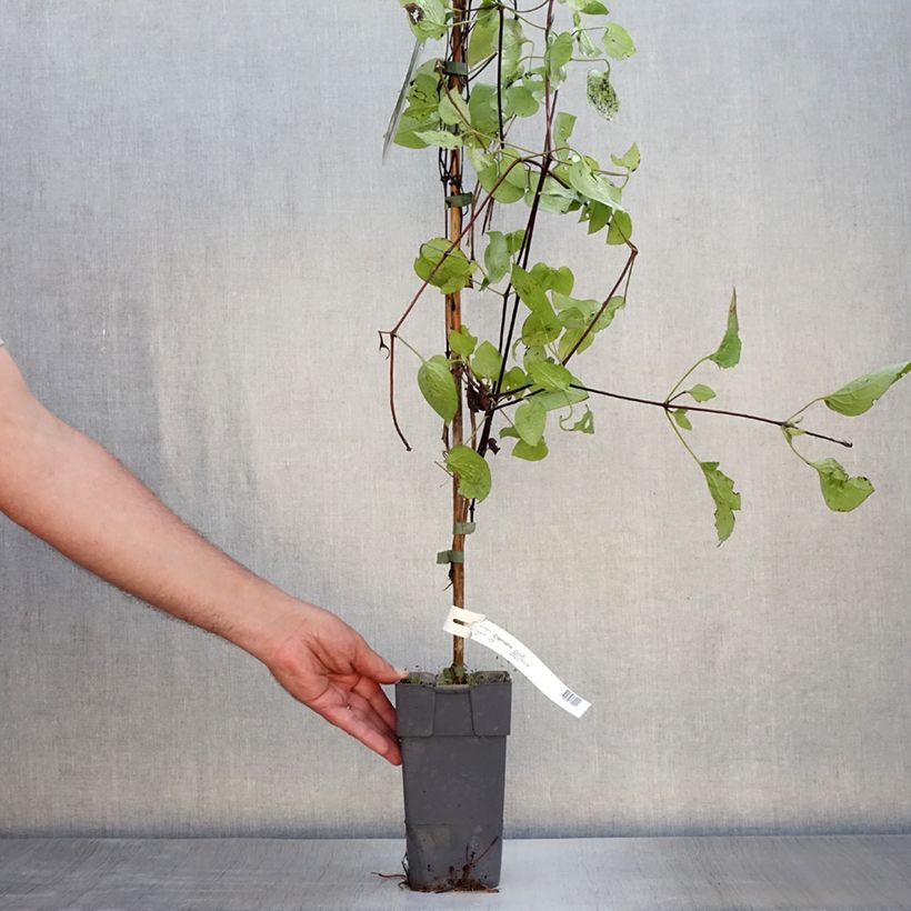 Amostra de Clematis Juuli Vaso de 2 L/3 L tal como entregue no verão