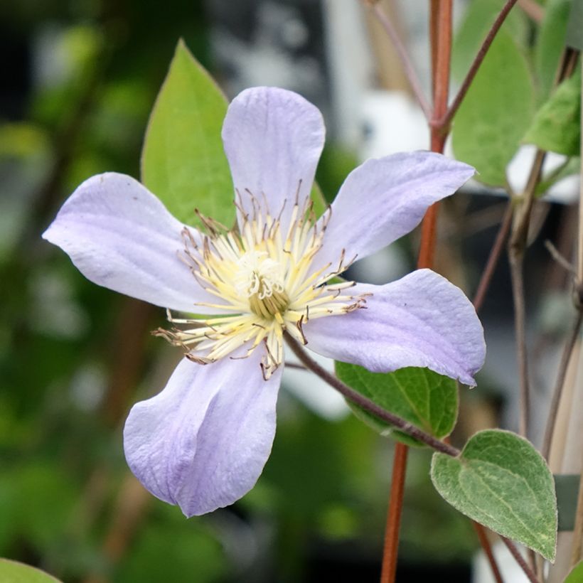 Clematis Juuli (Floração)