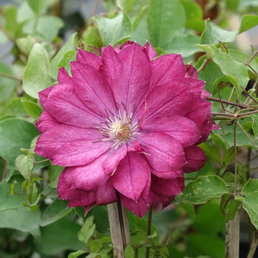 Clematis Kaen (Floração)