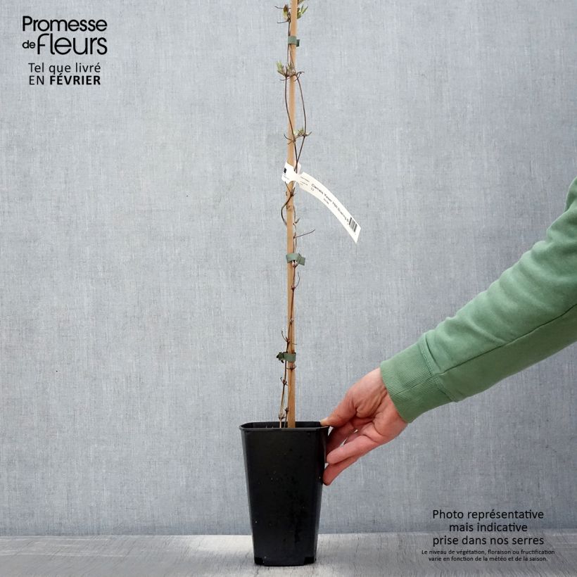 Amostra de Clématite - Clematis Kaiser  Vaso de 2 L/3 L tal como entregue no inverno