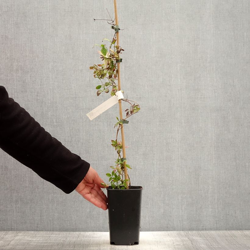 Amostra de Clematis Kaiser Vaso de 2 L/3 L tal como entregue na primavera