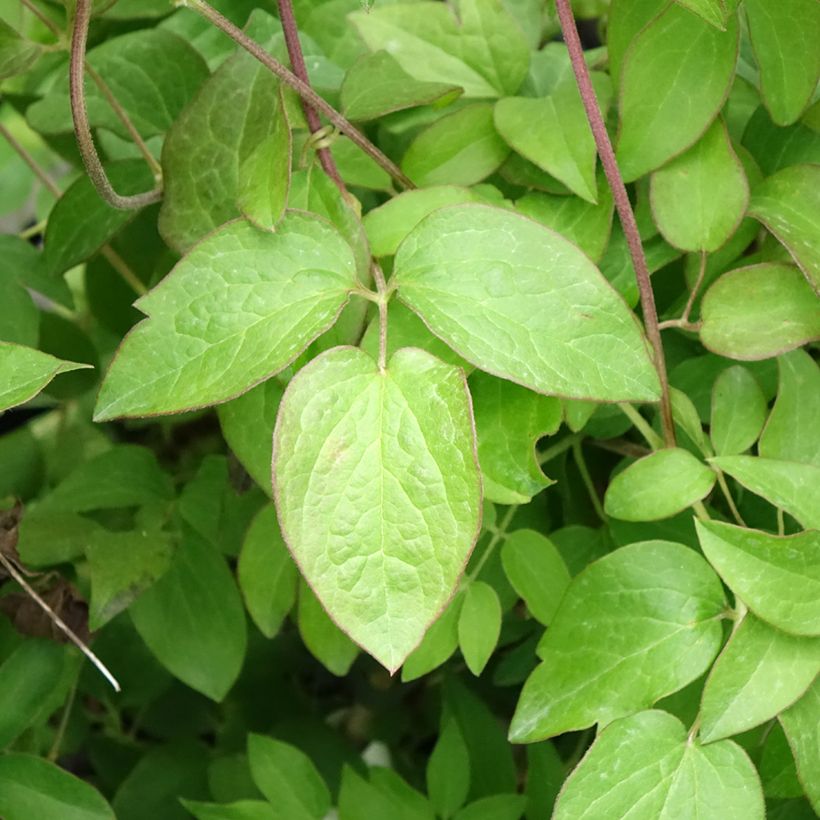 Clematis Kiri Te Kanawa (Folhagem)