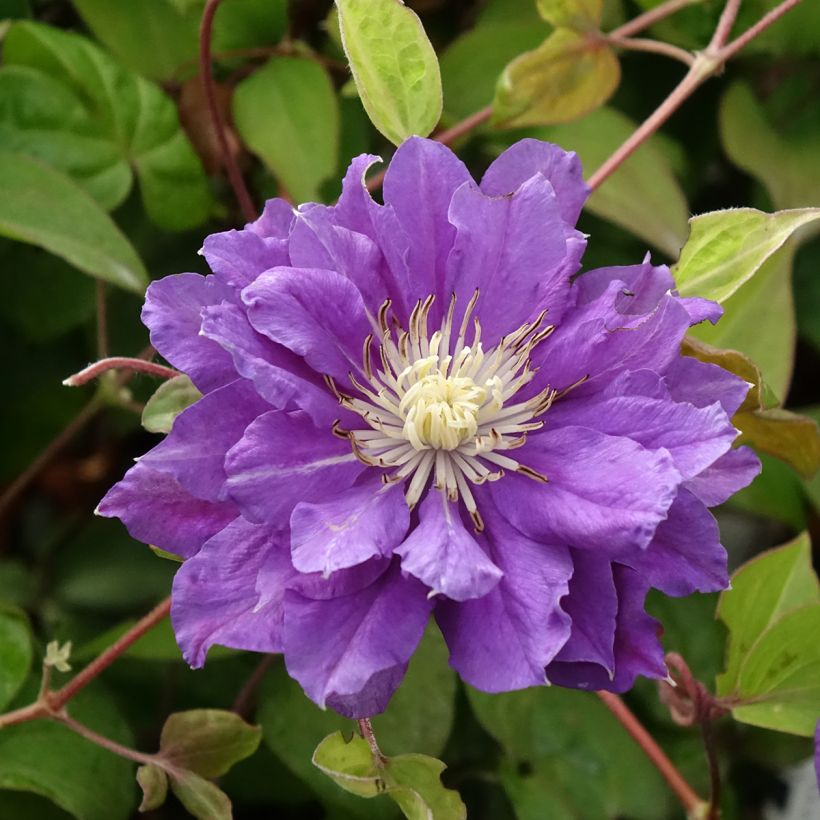 Clematis Kiri Te Kanawa (Floração)