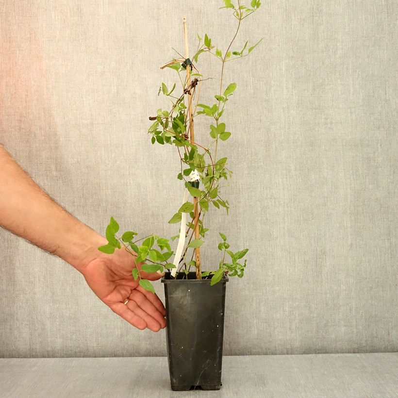 Amostra de Clematis Kokonoe Vaso de 1 L/1,5 L tal como entregue no verão
