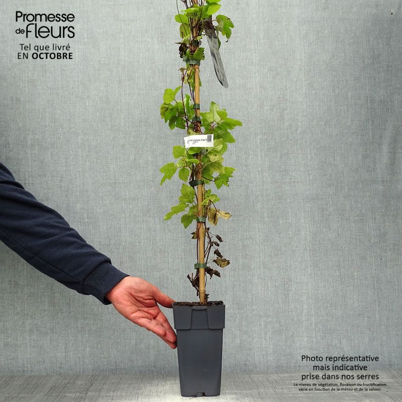 Amostra de Clematis Amber Vaso de 2 L/3 L tal como entregue no outono