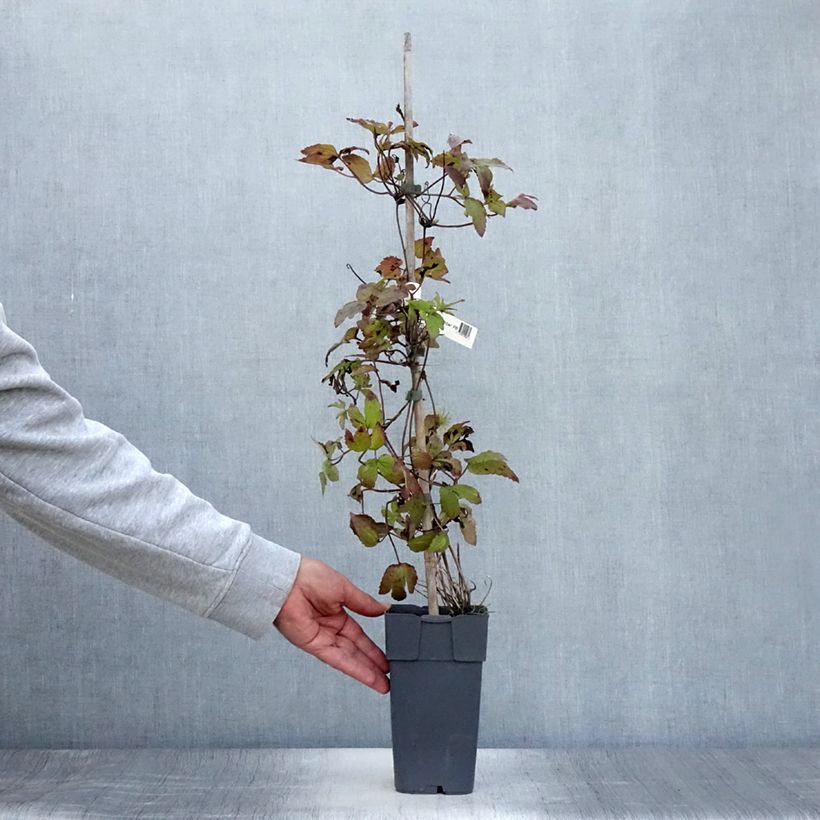 Amostra de Clematis Amber Vaso de 2 L/3 L tal como entregue no verão