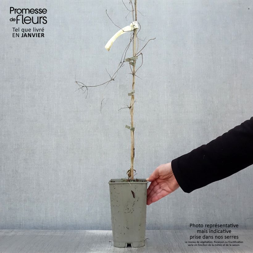 Amostra de Clématite Lavallée n°1 Vaso de 2 L/3 L tal como entregue no inverno