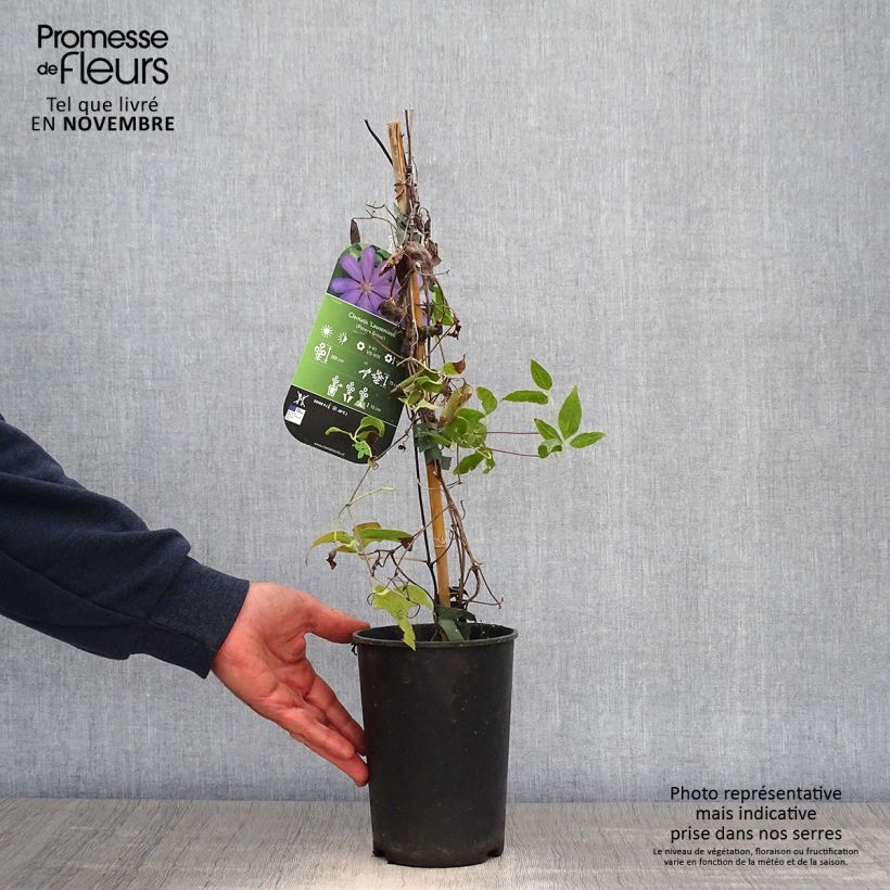 Amostra de Clematis Lawsoniana Vaso de 1,5 L/2 L tal como entregue no outono