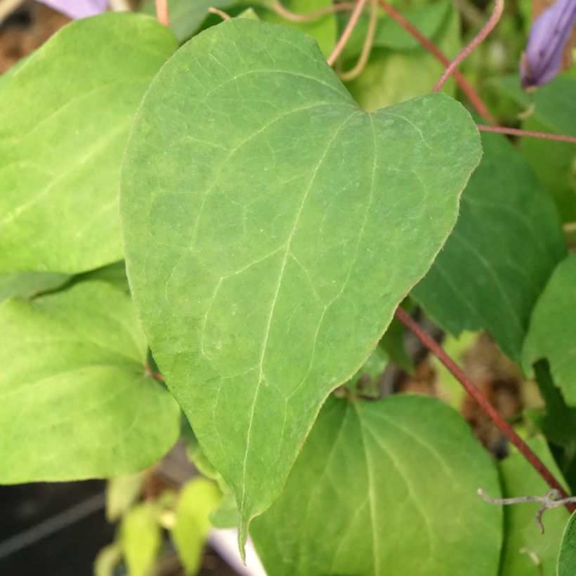 Clematis Lawsoniana (Folhagem)